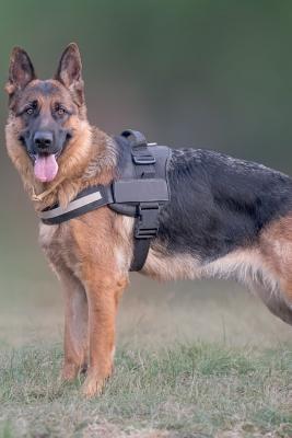 Full Download Cute Dog May Notebook & Journal. Productivity Work Planner & Idea Notepad: Brainstorm Thoughts, Self Discovery, To Do List - Doggy Deluxe file in PDF