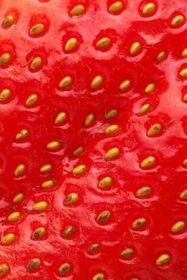 Full Download Food Journal Delicious Strawberry Up Close Weight Loss Diet Blank Recipe Book: (Notebook, Diary, Blank Book) -  file in PDF