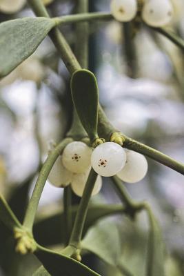 Read Online Kiss Me Under the Mistletoe Journal: 150 Page Lined Notebook/Diary -  file in ePub