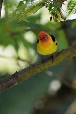 Read Western Tanager (Piranga Ludoviciana) Bird Journal: 150 Page Lined Notebook/Diary -  file in ePub