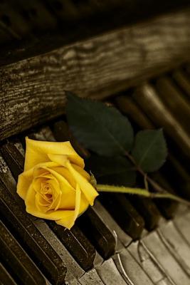 Download A Yellow Rose on an Abandoned Piano Journal: 150 Page Lined Notebook/Diary -  | ePub