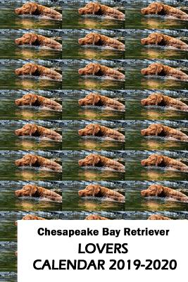 Full Download Chesapeake Bay Retriever Lovers Calendar 2019-2020 - Mega Media Depot file in ePub